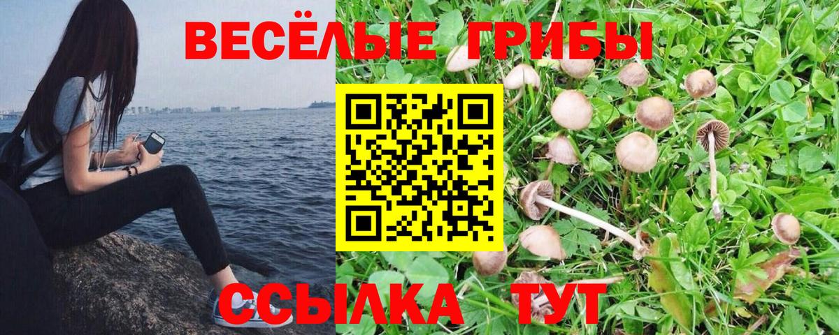Галлюциногенные грибы Psilocybe Дивногорск